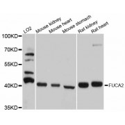 Western blot analysis of extracts of various cell lines, using FUCA2 antibody (abx125856) at 1/1000 dilution.