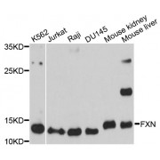 Western blot analysis of extracts of various cell lines, using FXN antibody (abx125858) at 1/1000 dilution.