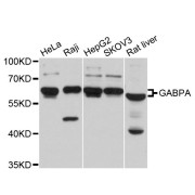 Western blot analysis of extracts of various cell lines, using GABPA antibody (abx125862) at 1/1000 dilution.