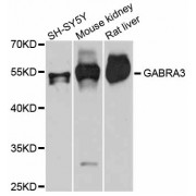 Western blot analysis of extracts of various cell lines, using GABRA3 antibody (abx125866) at 1:3000 dilution.
