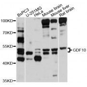 Western blot analysis of extracts of various cell lines, using GDF10 antibody (abx125872) at 1/1000 dilution.