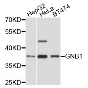 Western blot analysis of extracts of various cell lines, using GNB1 antibody (abx125888) at 1/1000 dilution.