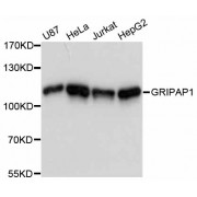 Western blot analysis of extracts of various cell lines, using GRIPAP1 antibody (abx125907) at 1:3000 dilution.