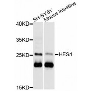 Western blot analysis of extracts of various cell lines, using HES1 antibody (abx125939) at 1/1000 dilution.