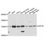 Western blot analysis of extracts of various cell lines, using HIP1R antibody (abx125942) at 1:3000 dilution.
