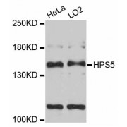 Western blot analysis of extracts of various cell lines, using HPS5 antibody (abx125962) at 1:3000 dilution.