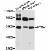 Western blot analysis of extracts of various cell lines, using HTRA1 antibody (abx125975) at 1:3000 dilution.