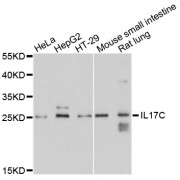 Western blot analysis of extracts of various cell lines, using IL17C antibody (abx125994) at 1/1000 dilution.