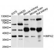Western blot analysis of extracts of various cell lines, using IMPA2 antibody (abx126003) at 1/1000 dilution.