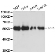 Western blot analysis of extracts of various cell lines, using IRF3 antibody (abx126014) at 1:3000 dilution.