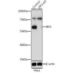 Interferon Regulatory Factor 3 (IRF3) Antibody