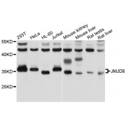 Western blot analysis of extracts of various cell lines, using JMJD8 antibody (abx126023) at 1/1000 dilution.