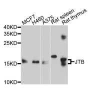 Western blot analysis of extracts of various cell lines, using JTB antibody (abx126026) at 1/1000 dilution.