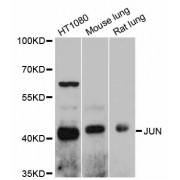 Western blot analysis of extracts of various cell lines, using Jun antibody (abx126028) at 1/1000 dilution.