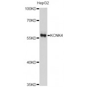 Western blot analysis of extracts of HepG2 cells, using KCNK4 antibody (abx126039) at 1/1000 dilution.
