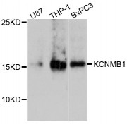 Western blot analysis of extracts of various cell lines, using KCNMB1 antibody (abx126040) at 1/1000 dilution.