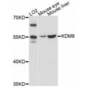 Western blot analysis of extracts of various cell lines, using KDM8 antibody (abx126047) at 1:3000 dilution.