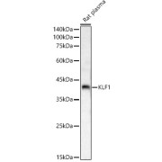 Western blot analysis of Rat plasma, using KLF1 antibody (abx126059) at 1/1000 dilution.