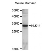 Western blot analysis of extracts of mouse stomach, using KLK14 antibody (abx126061) at 1/1000 dilution.