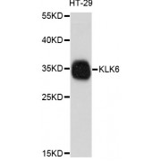 Western blot analysis of extracts of HT-29 cells, using KLK6 antibody (abx126064) at 1/1000 dilution.