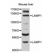 Western blot analysis of extracts of mouse liver, using LAMP1 antibody (abx126078) at 1/500 dilution.