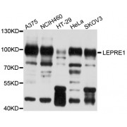 Western blot analysis of extracts of various cell lines, using LEPRE1 antibody (abx126089) at 1/1000 dilution.