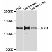Western blot analysis of extracts of various cell lines, using LRIG1 antibody (abx126102) at 1:3000 dilution.