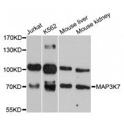 Western blot analysis of extracts of various cell lines, using MAP3K7 antibody (abx126121) at 1:3000 dilution.