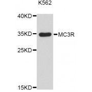 Western blot analysis of extracts of K-562 cells, using MC3R Antibody (abx126136) at 1:3000 dilution.