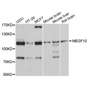 Western blot analysis of extracts of various cell lines, using MEGF10 antibody (abx126145) at 1/1000 dilution.