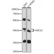 Western blot analysis of extracts of various cell lines, using MICU2 antibody (abx126156) at 1/1000 dilution.