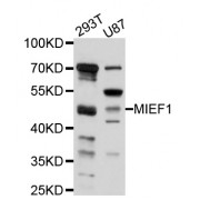 Western blot analysis of extracts of various cell lines, using MIEF1 antibody (abx126158) at 1/1000 dilution.