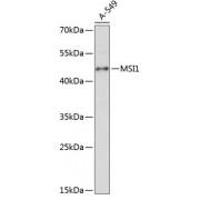 Western blot analysis of extracts of A-549 cells, using MSI1 antibody (abx126192) at 1/1000 dilution.