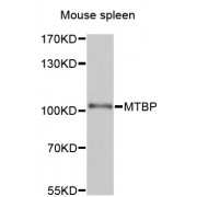 Western blot analysis of extracts of mouse spleen, using MTBP antibody (abx126194) at 1/1000 dilution.