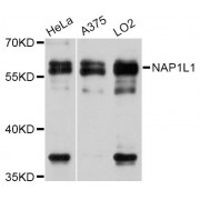 Western blot analysis of extracts of various cell lines, using NAP1L1 Antibody (abx126217) at 1:3000 dilution.