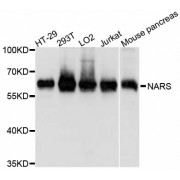 Western blot analysis of extracts of various cell lines, using NARS antibody (abx126224) at 1/1000 dilution.