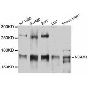 Western blot analysis of extracts of various cell lines, using NCAM1 antibody (abx126225) at 1:3000 dilution.