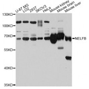 Western blot analysis of extracts of various cell lines, using NELFB antibody (abx126231) at 1:3000 dilution.