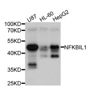 Western blot analysis of extracts of various cell lines, using NFKBIL1 antibody (abx126249) at 1/1000 dilution.