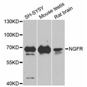 Western blot analysis of extracts of various cell lines, using NGFR antibody (abx126252) at 1/1000 dilution.