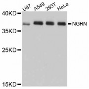Western blot analysis of extracts of various cell lines, using NGRN antibody (abx126254) at 1/1000 dilution.