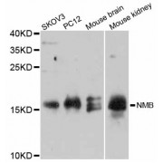 Western blot analysis of extracts of various cell lines, using NMB antibody (abx126260) at 1:3000 dilution.