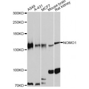 Western blot analysis of extracts of various cell lines, using NOMO1 antibody (abx126262) at 1:7000 dilution.