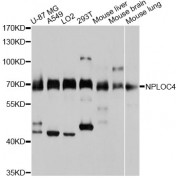 Western blot analysis of extracts of various cell lines, using NPLOC4 antibody (abx126269) at 1:3000 dilution.