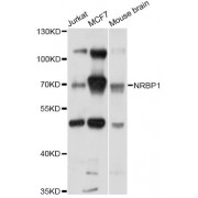 Western blot analysis of extracts of various cell lines, using NRBP1 antibody (abx126276) at 1/1000 dilution.