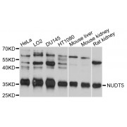 Western blot analysis of extracts of various cell lines, using NUDT5 antibody (abx126284) at 1/1000 dilution.