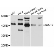 Western blot analysis of extracts of various cell lines, using NUDT9 antibody (abx126285) at 1/1000 dilution.