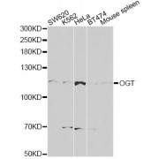 Western blot analysis of extracts of various cell lines, using OGT antibody (abx126290) at 1/1000 dilution.