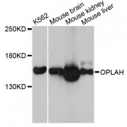 Western blot analysis of extracts of various cell lines, using OPLAH antibody (abx126295) at 1:3000 dilution.
