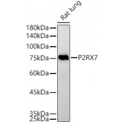 Western blot analysis of extracts of Rat lung using P2RX7 antibody (1/500 dilution).